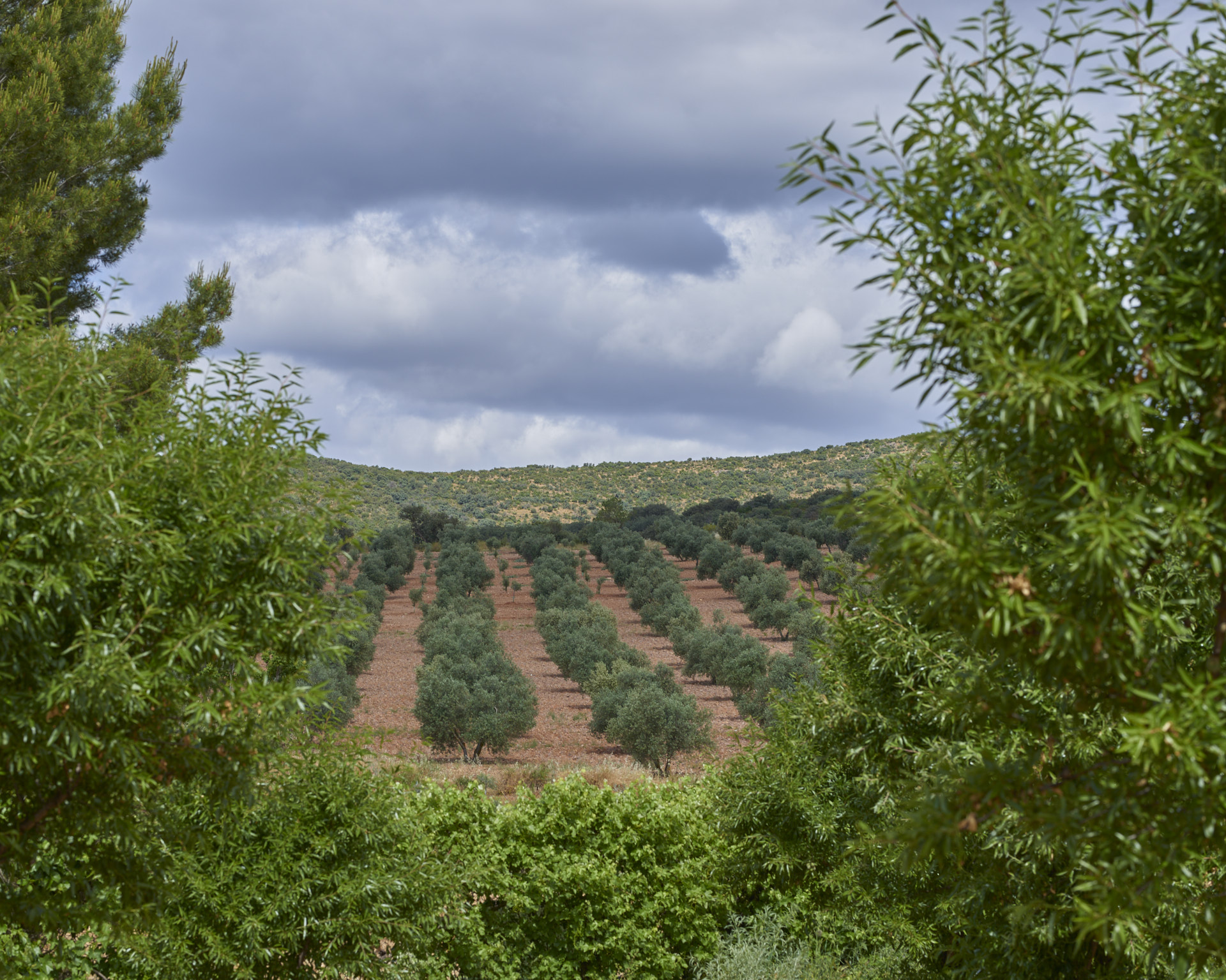 Imagen de unos Olivos en el paraje de la tejera en el municipio de Las Labores